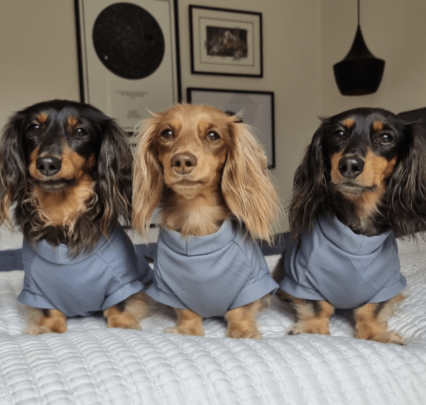 Sausage dog shirt